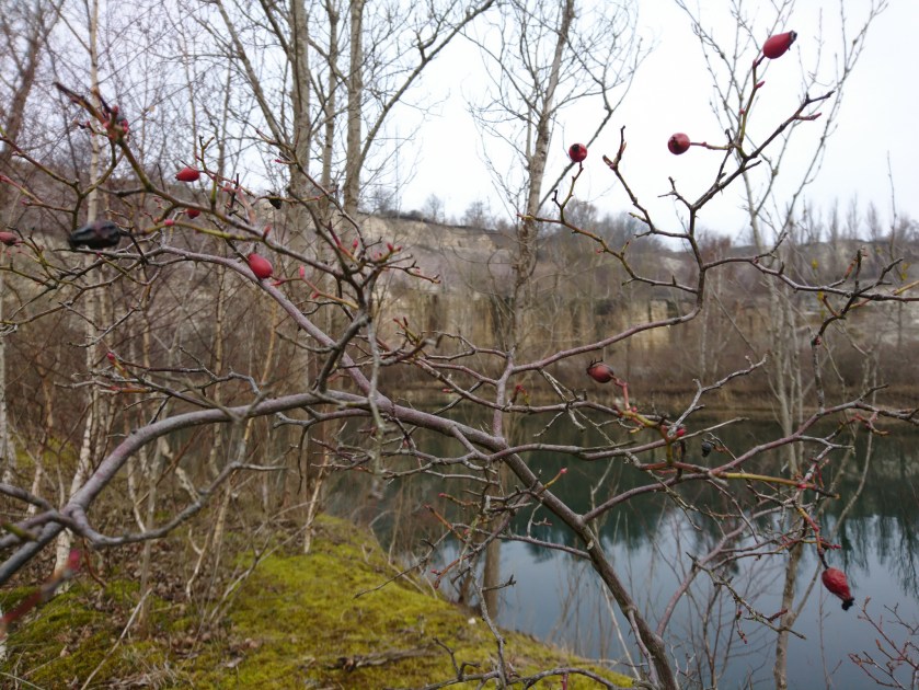 33008529503_c4e74d6c6a_k