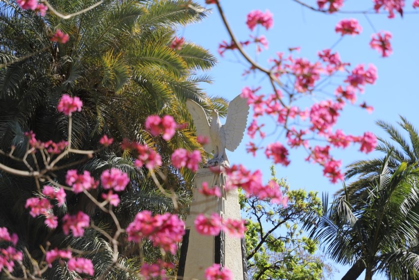 IMG_3929 Ceiba speciosa (Copy).JPG