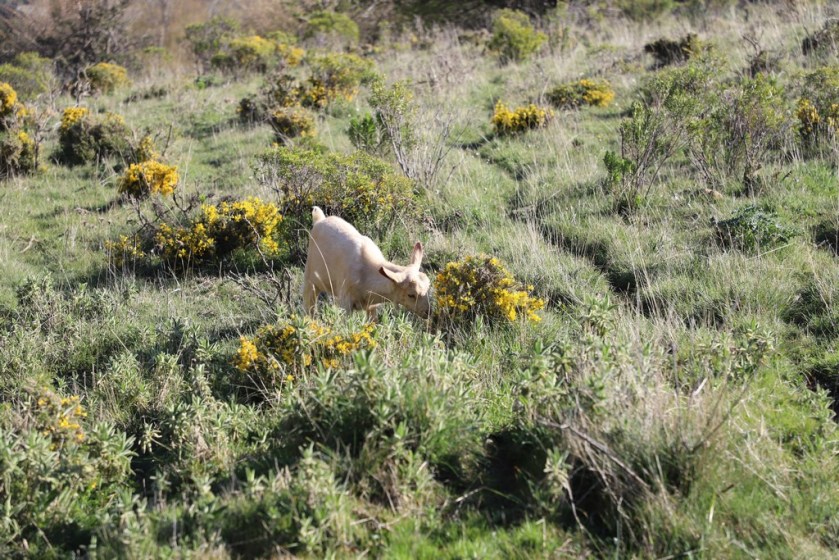 IMG_4054 Goat (Copy).JPG