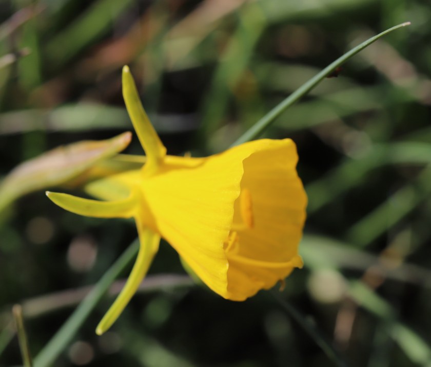 IMG_4066 Narcissus bulbocodium