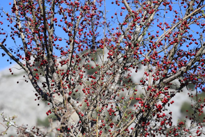 IMG_4075 Crataegus monogyna (Copy).JPG