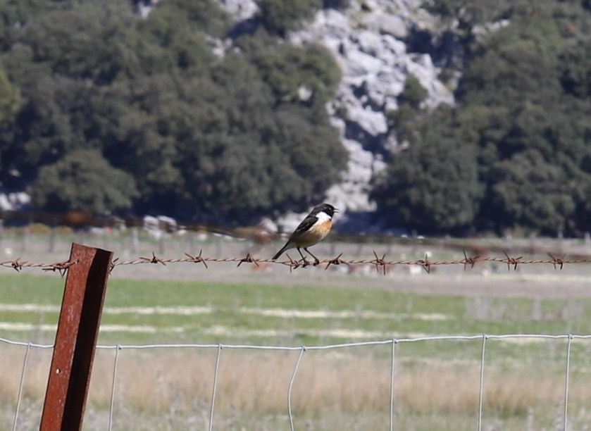IMG_4112 - Copy Stonechat (Copy)