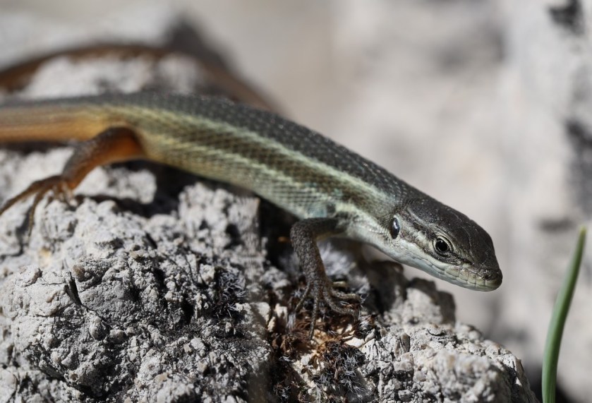 IMG_4137 Psammadromus algirus (Copy)